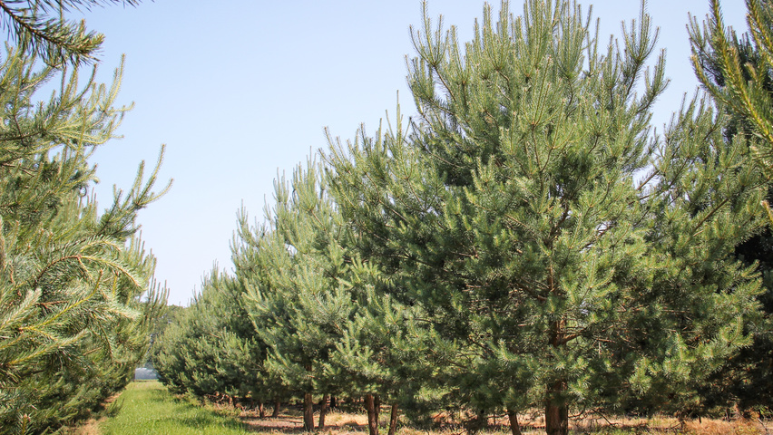 Pinus sylvestris multi-stem