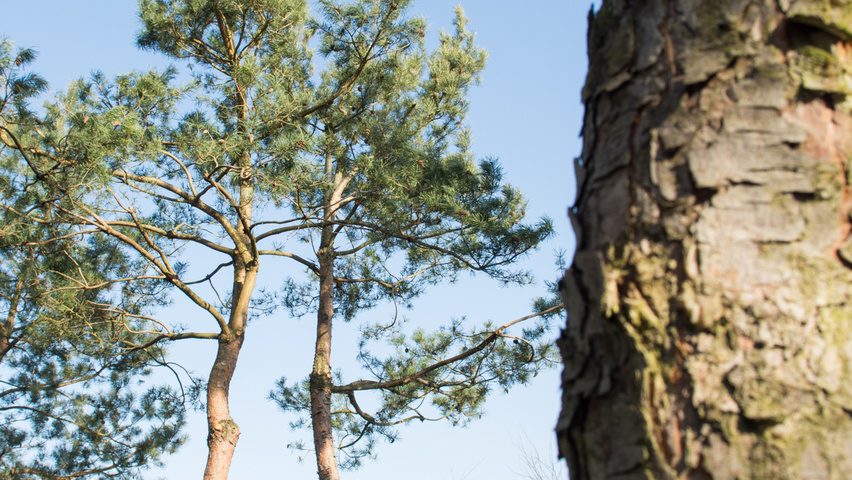 Pinus sylvestris multi-stem