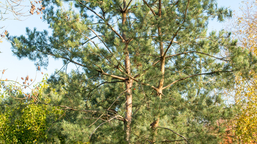 Pinus sylvestris multi-stem