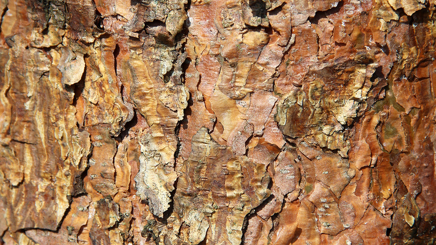 Pinus sylvestris 'Norska' bark