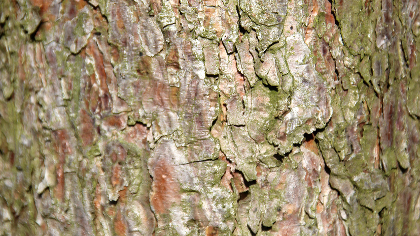 Pinus sylvestris 'Norska' bark