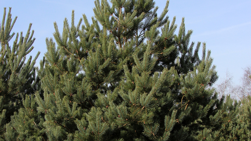 Pinus sylvestris 'Norska' feathered