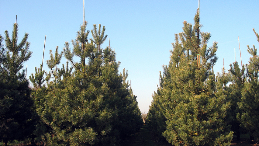 Pinus sylvestris 'Norska' feathered