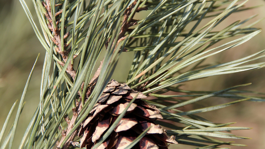 Pinus sylvestris 'Norska' fruits