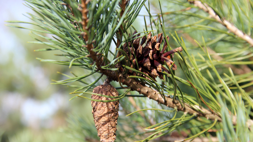 Pinus sylvestris 'Norska' fruits
