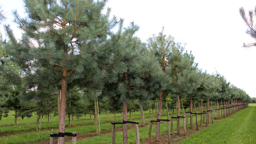 Pinus sylvestris 'Norska' standard tree