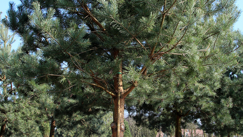 Pinus sylvestris 'Norska' standard tree