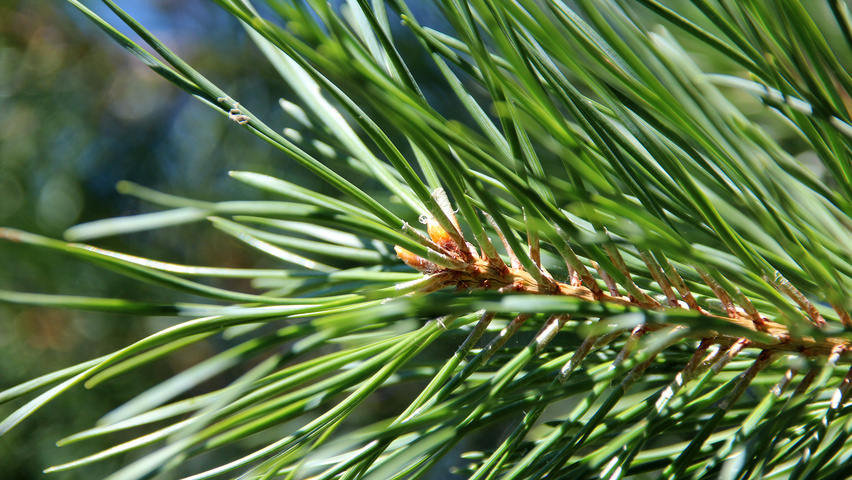 Pinus sylvestris 'Norska' leaves