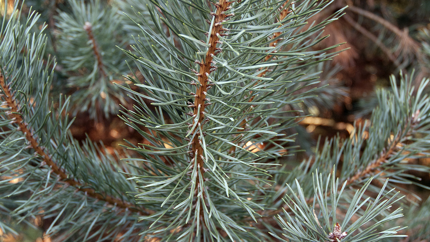 Pinus sylvestris 'Norska' leaves