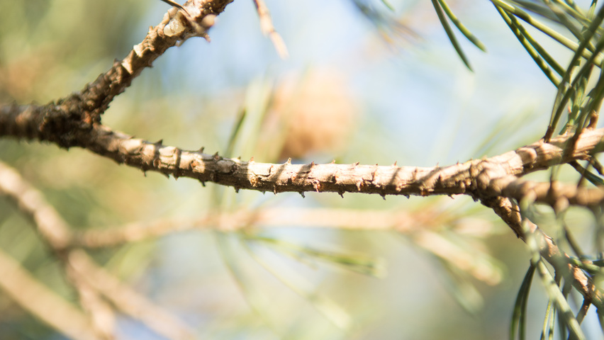 Pinus sylvestris twigs