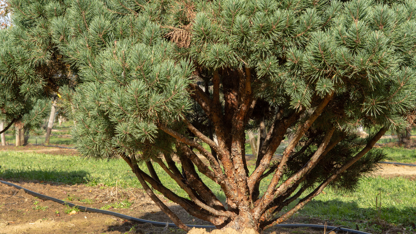 Pinus sylvestris 'Watereri' bark