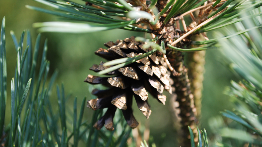Pinus sylvestris 'Watereri' fruits