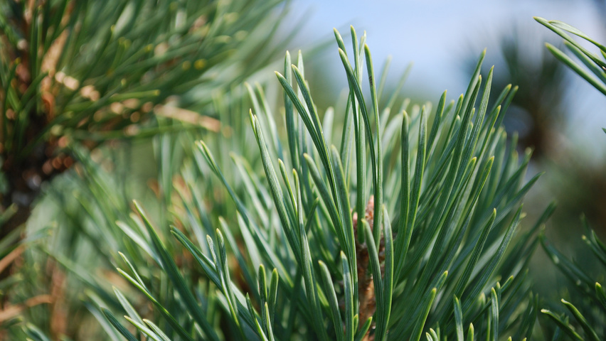 Pinus sylvestris 'Watereri' leaves