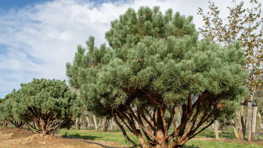 Pinus sylvestris 'Watereri' multi-stem