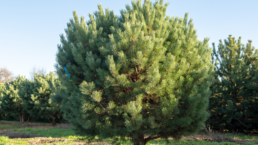 Pinus sylvestris 'Watereri' multi-stem