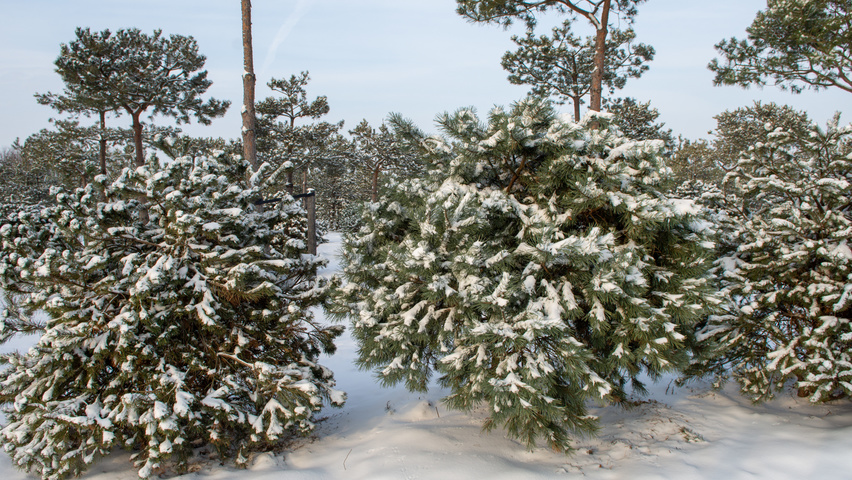 Pinus sylvestris 'Watereri' multi-stem