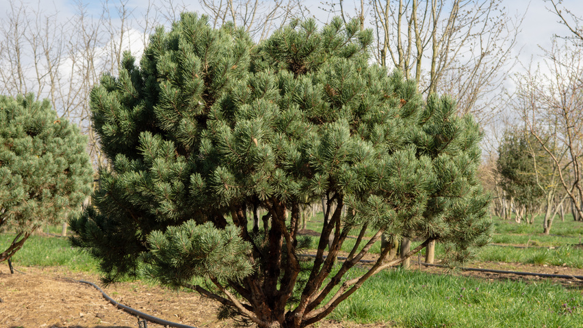 Pinus sylvestris 'Watereri' multi-stem