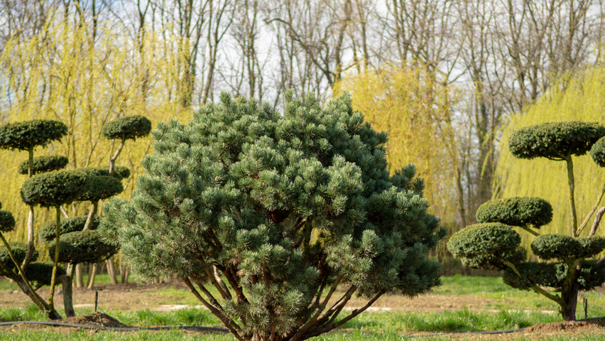 Pinus sylvestris 'Watereri' multi-stem