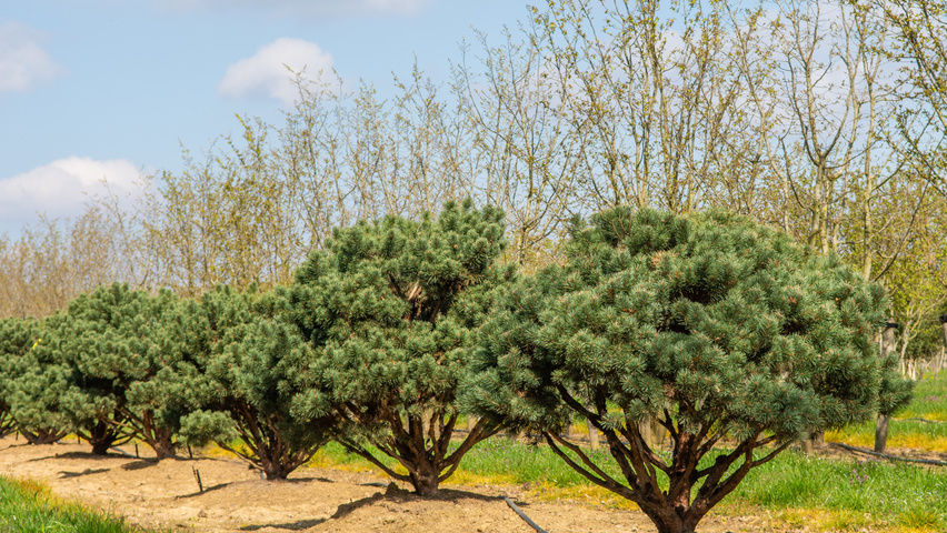 Pinus sylvestris 'Watereri' multi-stem
