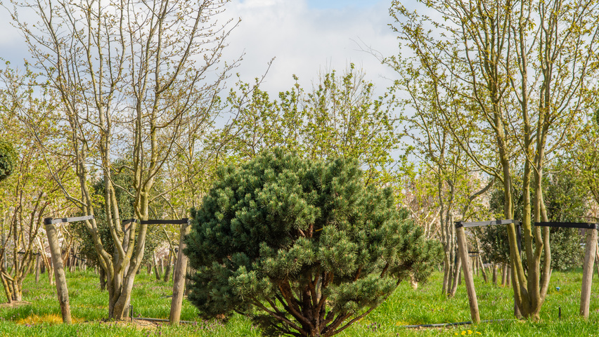 Pinus sylvestris 'Watereri' multi-stem