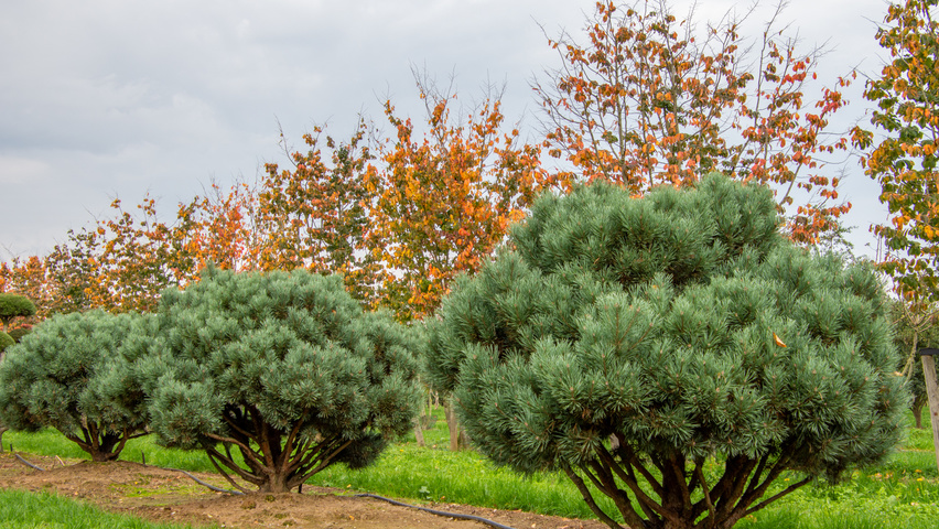 Pinus sylvestris 'Watereri' multi-stem