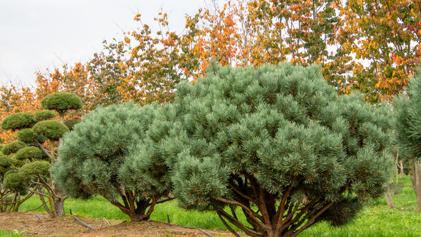 Pinus Watereri () Pinus Watereri
