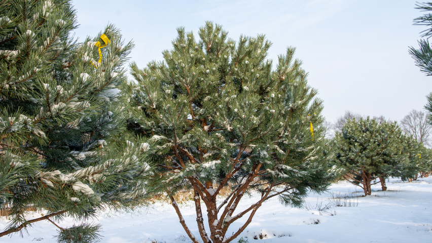 Pinus sylvestris 'Watereri' multi-stem umbrella