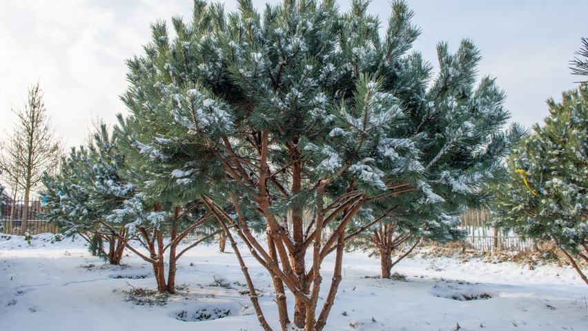 Pinus sylvestris 'Watereri' multi-stem umbrella