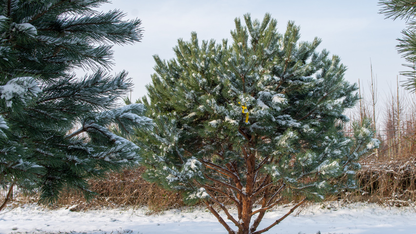 Pinus sylvestris 'Watereri' multi-stem umbrella