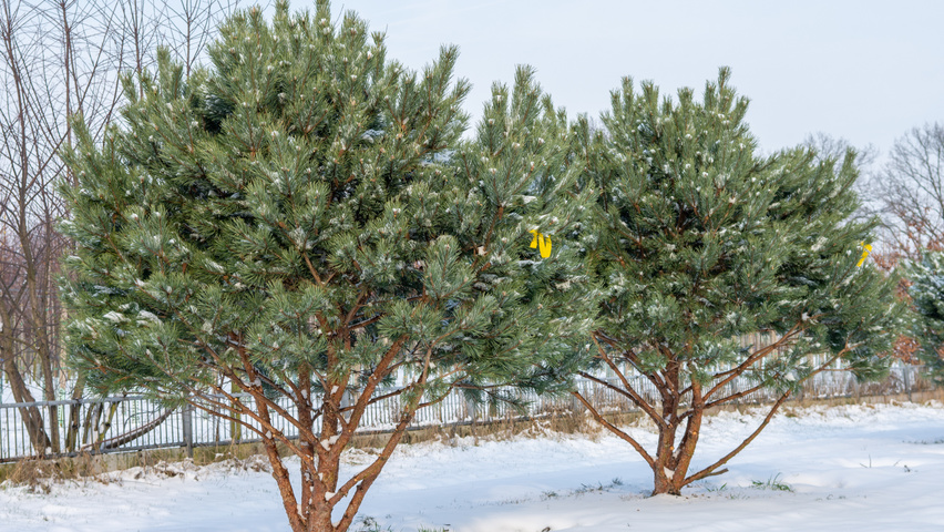 Pinus sylvestris 'Watereri' multi-stem umbrella