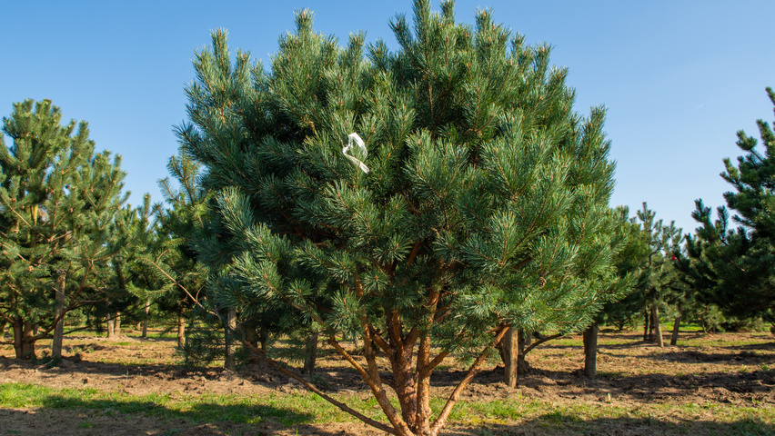Pinus sylvestris 'Watereri' multi-stem umbrella