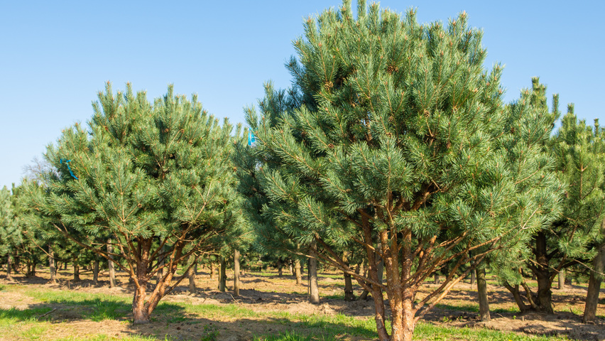 Pinus sylvestris 'Watereri' multi-stem umbrella