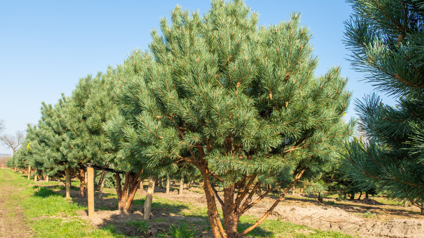 Pinus sylvestris 'Watereri' multi-stem umbrella