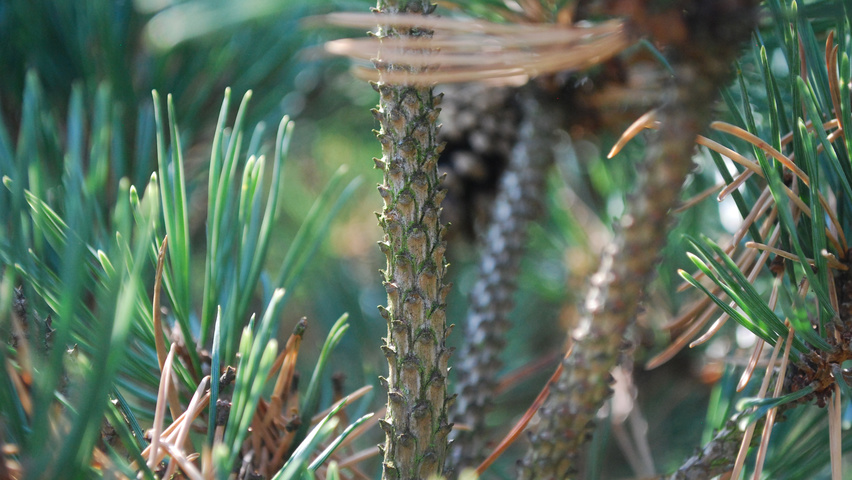 Pinus sylvestris 'Watereri' twigs