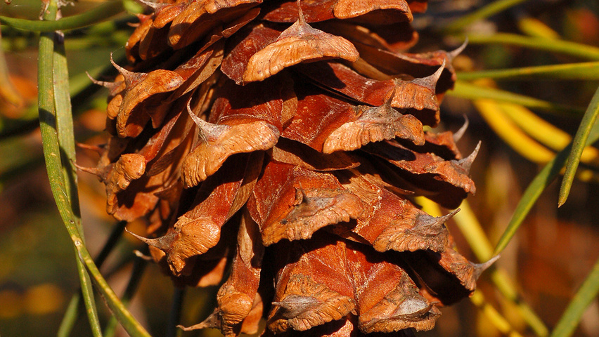 Pinus virginiana owoce