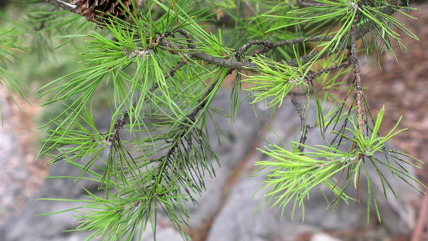 Pinus virginiana liście