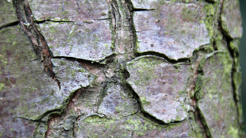 Pinus wallichiana Rinden