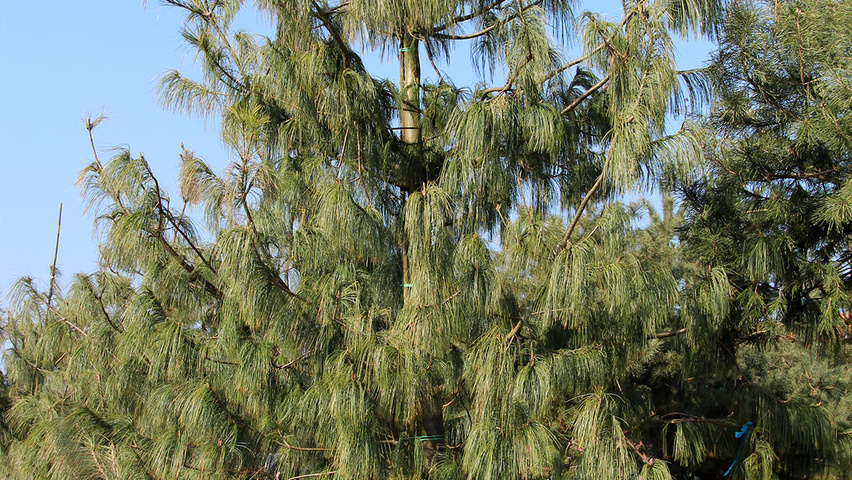 Pinus wallichiana Stammbüsche