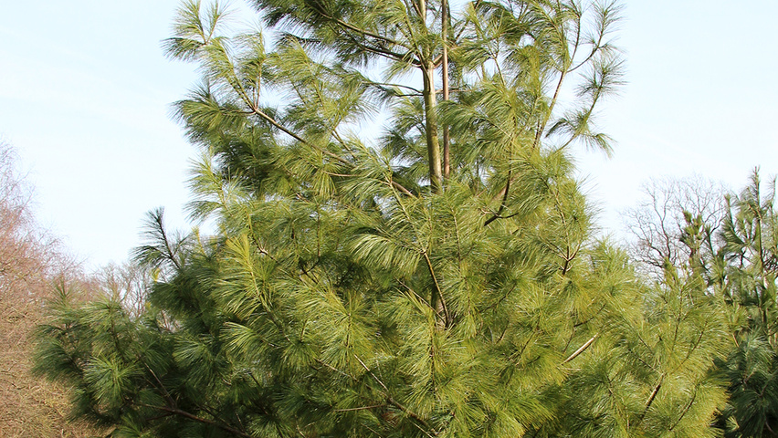 Pinus wallichiana Stammbüsche