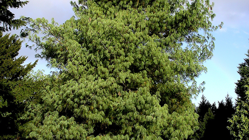 Pinus wallichiana hochstämmig