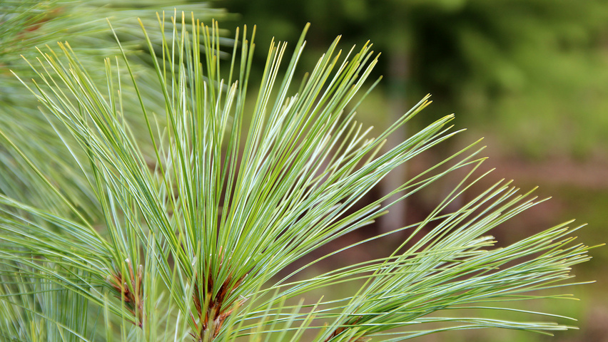 Pinus wallichiana Blatt
