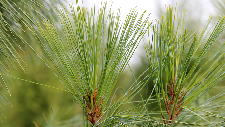 Pinus wallichiana Blatt