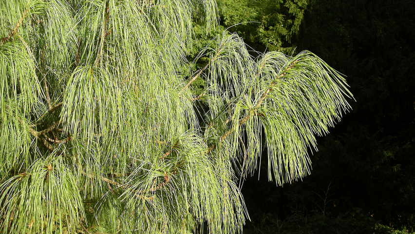 Pinus wallichiana Blatt