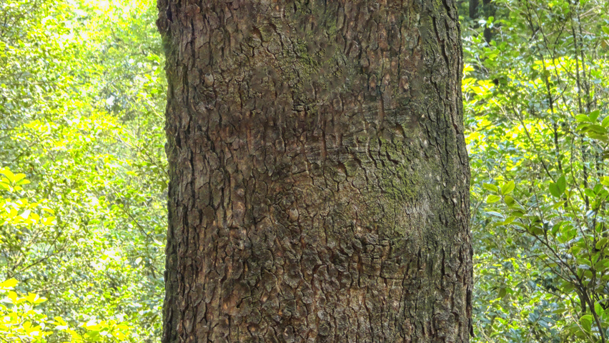 Pistacia chinensis кора