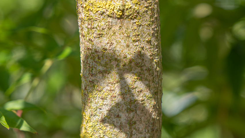 Pistacia chinensis кора