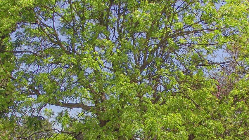 Pistacia chinensis Деревья с необычной формой роста