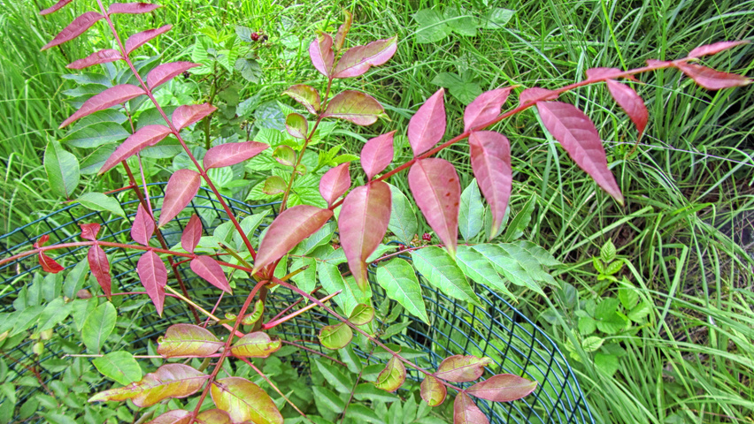 Pistacia chinensis листья