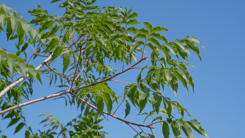 Pistacia chinensis листья