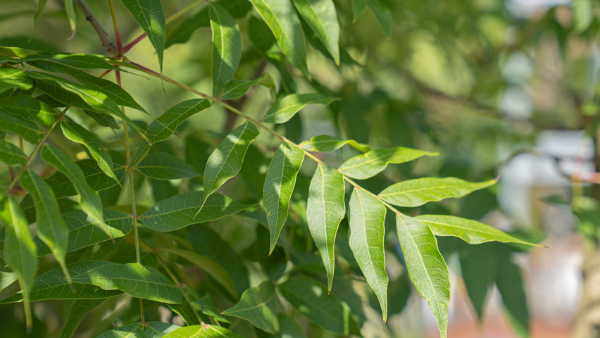 Pistacia chinensis листья