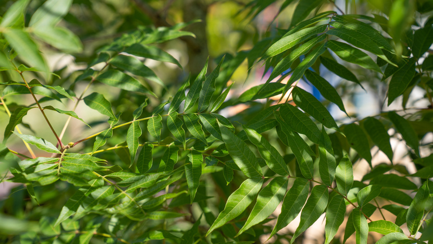 Pistacia chinensis листья